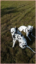 CHIO, Hund, Dalmatiner in Grevenbroich - Bild 5