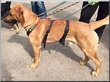 PEPSI, Hund, Mischlingshund in Bexbach - Bild 1