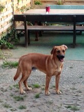 PEPSI, Hund, Mischlingshund in Bexbach - Bild 4