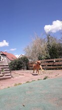 PEPSI, Hund, Mischlingshund in Bexbach - Bild 6