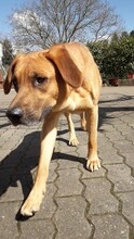 PEPSI, Hund, Mischlingshund in Bexbach - Bild 7
