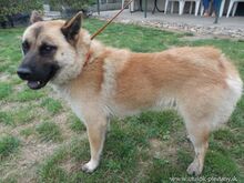 CHARA, Hund, Mischlingshund in Slowakische Republik - Bild 2