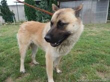 CHARA, Hund, Mischlingshund in Slowakische Republik - Bild 3