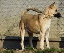 MIUSKA, Hund, Mischlingshund in Slowakische Republik - Bild 3