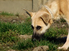MIUSKA, Hund, Mischlingshund in Slowakische Republik - Bild 4