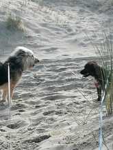 IDA, Hund, Mischlingshund in Erkelenz - Bild 10