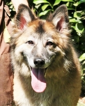 ALSAZIA, Hund, Irish Wolfhound-Mix in Italien - Bild 1