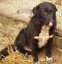 LOVE, Hund, Mischlingshund in Kroatien - Bild 1