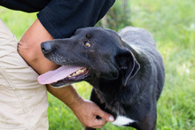 MARIN, Hund, Mischlingshund in Kroatien - Bild 1