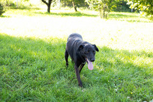 MARIN, Hund, Mischlingshund in Kroatien - Bild 4