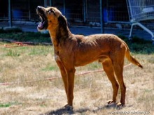 TIMKO, Hund, Jagdhund-Mix in Slowakische Republik - Bild 3