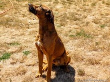 TIMKO, Hund, Jagdhund-Mix in Slowakische Republik - Bild 4
