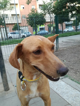 PABLO, Hund, Podenco-Mix in Spanien - Bild 15