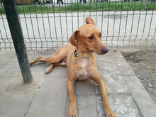 PABLO, Hund, Podenco-Mix in Spanien - Bild 18