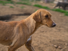 PABLO, Hund, Podenco-Mix in Spanien - Bild 6