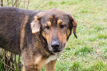 SANAJ, Hund, Mischlingshund in Kroatien - Bild 1