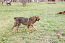 SANAJ, Hund, Mischlingshund in Kroatien - Bild 2