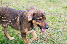 SANAJ, Hund, Mischlingshund in Kroatien - Bild 3