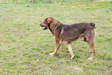 SANAJ, Hund, Mischlingshund in Kroatien - Bild 5