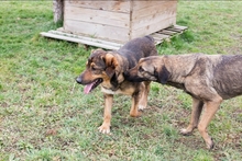 SANAJ, Hund, Mischlingshund in Kroatien - Bild 7