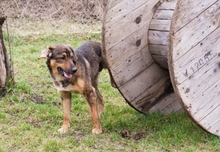 SANAJ, Hund, Mischlingshund in Kroatien - Bild 8