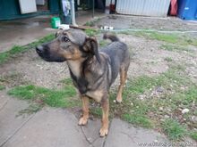 FELICITA, Hund, Mischlingshund in Slowakische Republik - Bild 1