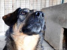 FELICITA, Hund, Mischlingshund in Slowakische Republik - Bild 2