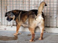 FELICITA, Hund, Mischlingshund in Slowakische Republik - Bild 3