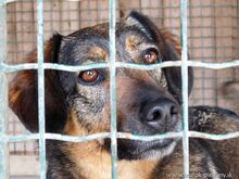 FELICITA, Hund, Mischlingshund in Slowakische Republik - Bild 4