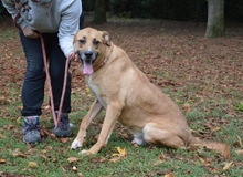 CESNY, Hund, Mischlingshund in Italien - Bild 14