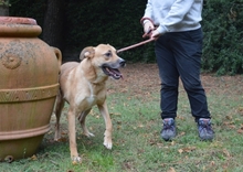 CESNY, Hund, Mischlingshund in Italien - Bild 15