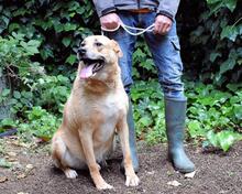 CESNY, Hund, Mischlingshund in Italien - Bild 4
