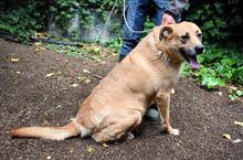 CESNY, Hund, Mischlingshund in Italien - Bild 7