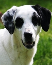 GUAPO, Hund, Mischlingshund in Italien - Bild 1