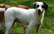 GUAPO, Hund, Mischlingshund in Italien - Bild 2