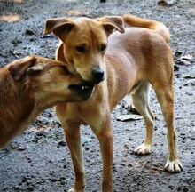 LUC, Hund, Mischlingshund in Italien - Bild 5