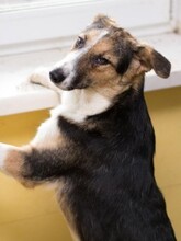 GUFFY, Hund, Mischlingshund in Russische Föderation - Bild 4