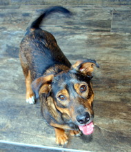 DUSHAN, Hund, Mischlingshund in Kroatien - Bild 2