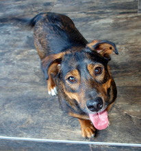 DUSHAN, Hund, Mischlingshund in Kroatien - Bild 3