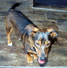 DUSHAN, Hund, Mischlingshund in Kroatien - Bild 4