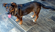 DUSHAN, Hund, Mischlingshund in Kroatien - Bild 6