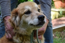 SIMON, Hund, Mischlingshund in Italien - Bild 1