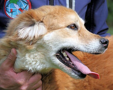 SIMON, Hund, Mischlingshund in Italien - Bild 4