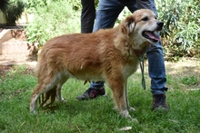 SIMON, Hund, Mischlingshund in Italien - Bild 5