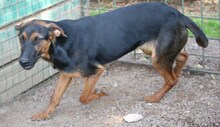 BUBI, Hund, Mischlingshund in Italien - Bild 2