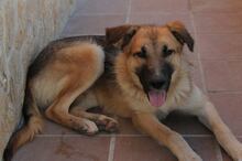 SIRIUS, Hund, Deutscher Schäferhund-Mix in Spanien - Bild 1