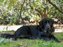 FORTUNA, Hund, Border Collie in Italien - Bild 1