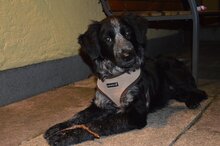 FORTUNA, Hund, Border Collie in Italien - Bild 10