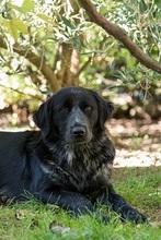 FORTUNA, Hund, Border Collie in Italien - Bild 11