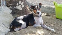 SIMBA, Hund, Bodeguero Andaluz in Spanien - Bild 1